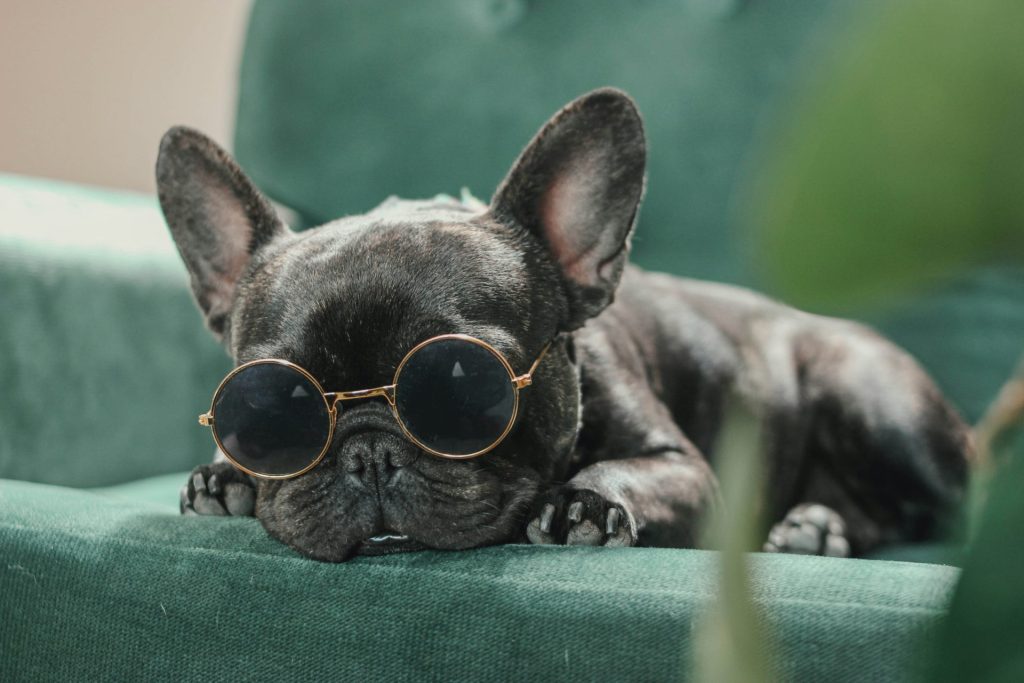 a small dog wearing sunglasses laying on a couch