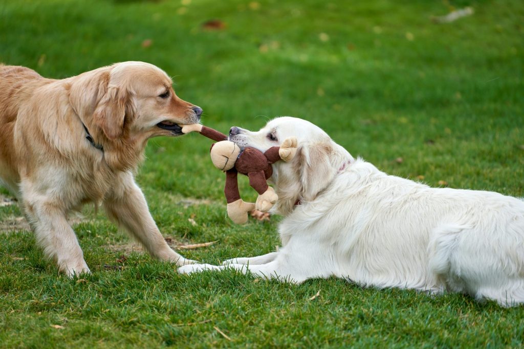 a couple of dogs playing with a stuffed animal in a grassy area