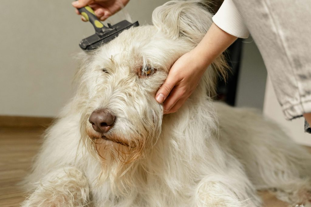 A close-up of a person gently brushing a large fluffy dog indoors, showcasing care and companionship.