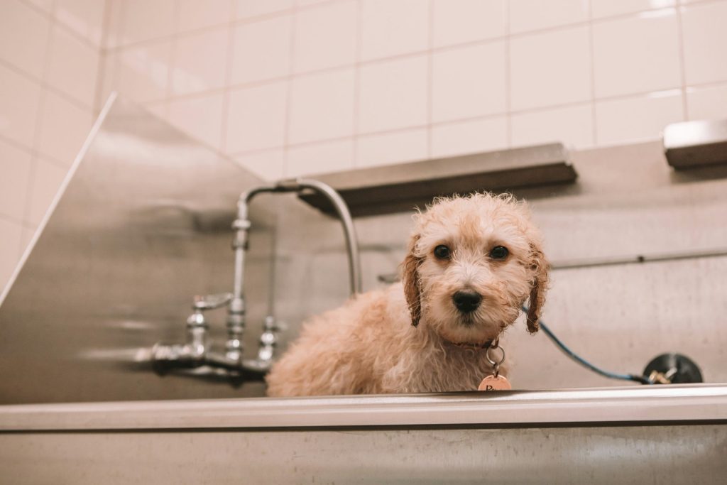 medium-coated brown dog in bath tub