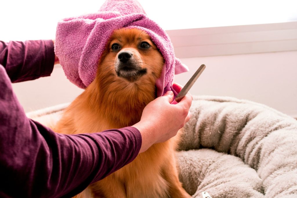 brown pomeranian drying with pink towel
